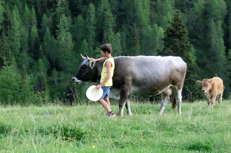 Our cows enjoying their own summer vacation up on the high pastures