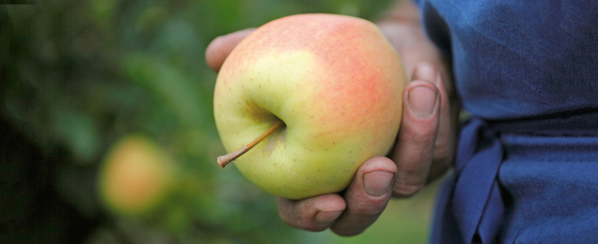 Südtiroler Äpfel − Apfelbaum